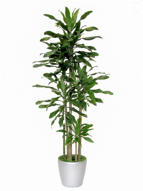 Thiết mộc lan – Biểu tượng của sự trọn vẹn, hạnh phúc và may mắn