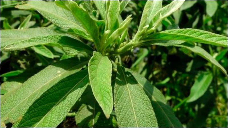 Cây từ bi trị sỏi thận được không? 7 cách sử dụng lá từ bi hiệu quả