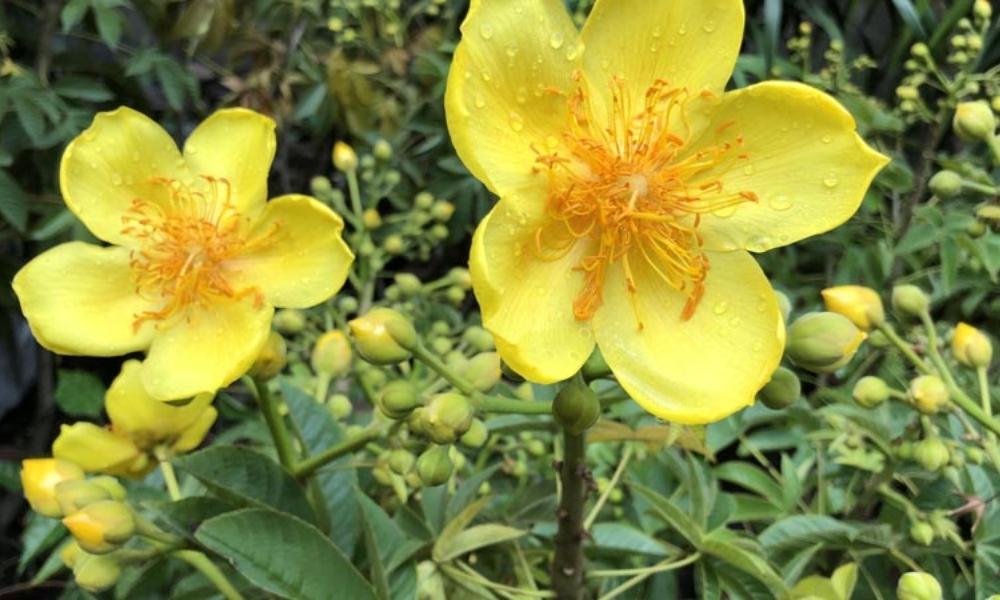 Cây mai hoa đăng: Đặc điểm, ý nghĩa, cách trồng và chăm sóc