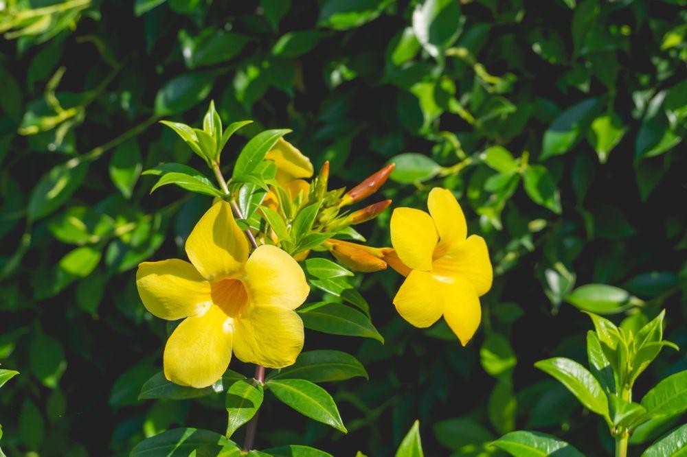 Hoa Quỳnh Anh: Ý Nghĩa Phong Thủy, Cách Trồng và Chăm Sóc, Tạo Nên Vẻ Đẹp Tinh Tế Cho Ngôi Nhà