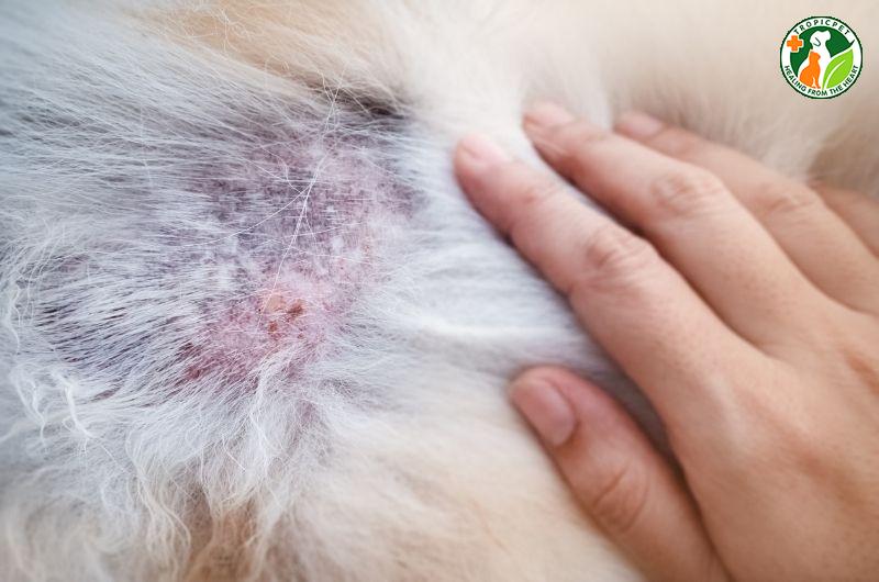 Chó bị rụng lông: Nguyên nhân, dấu hiệu bất thường và cách khắc phục