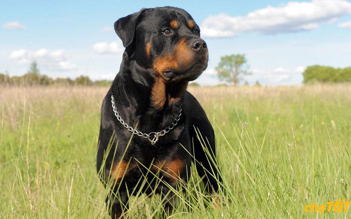 200 chó Rottweiler thuần chủng khoẻ đẹp giá rẻ
