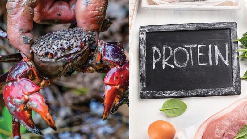 Giá trị dinh dưỡng từ con chù ụ và những lợi ích đối với sức khỏe