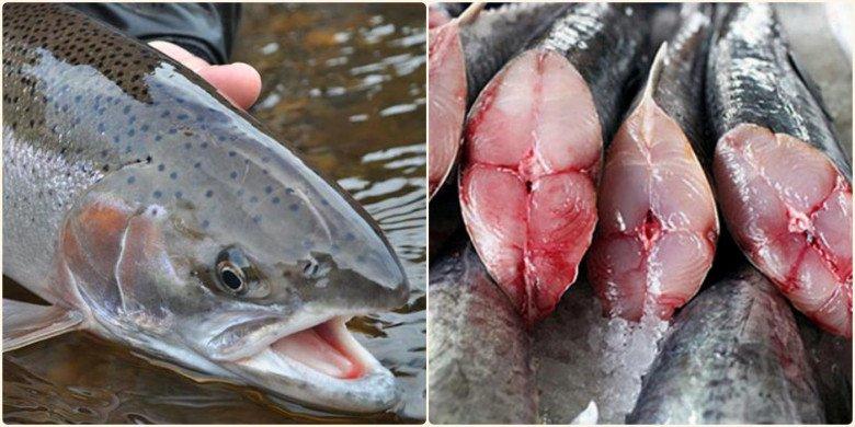 5 cách làm chả cá tại nhà dai giòn, cực ngon với công thức bất bại - 2