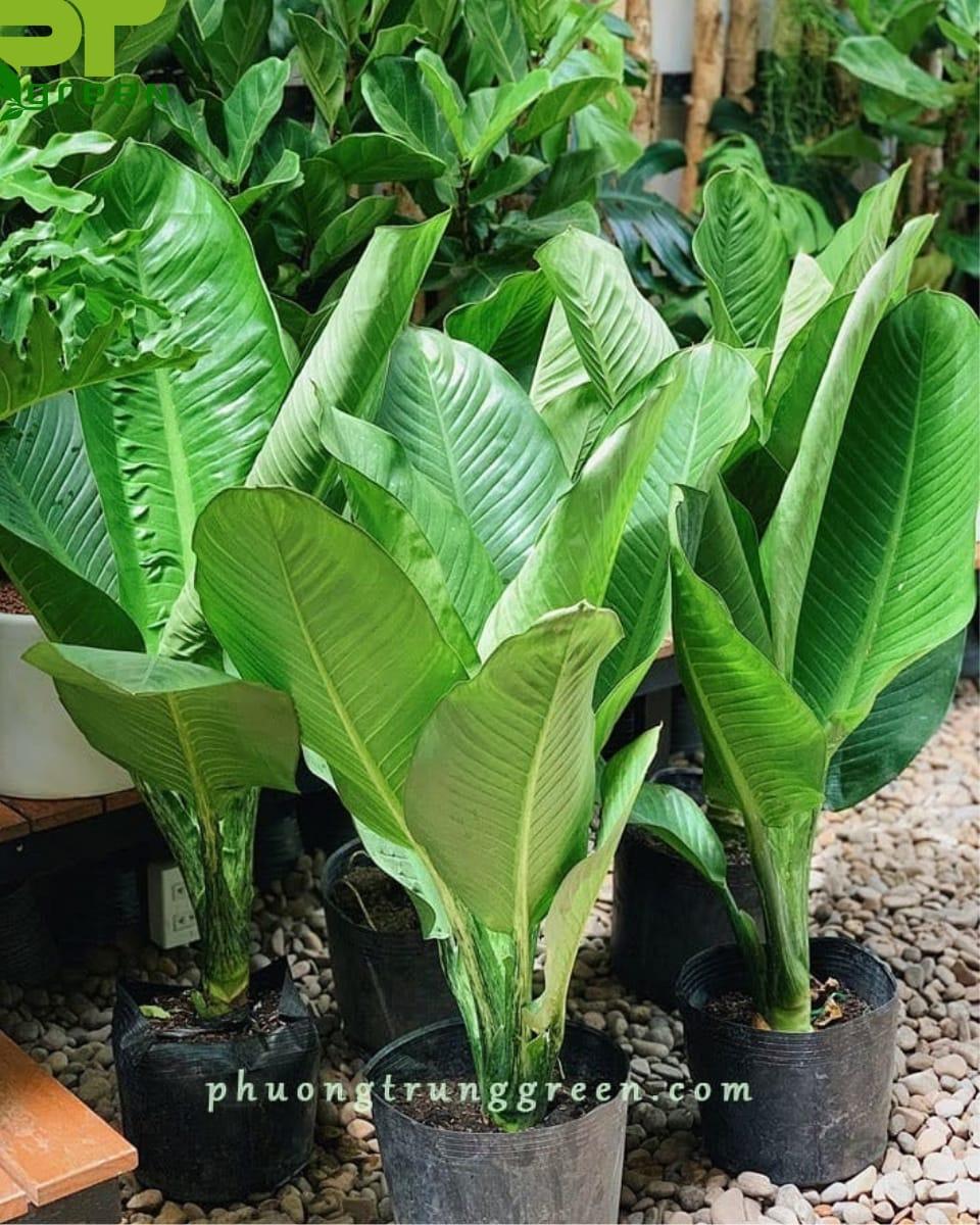 Cây Đại Phú Gia