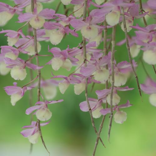 Cách trồng và chăm sóc lan hoàng thảo vôi đầy đủ nhất