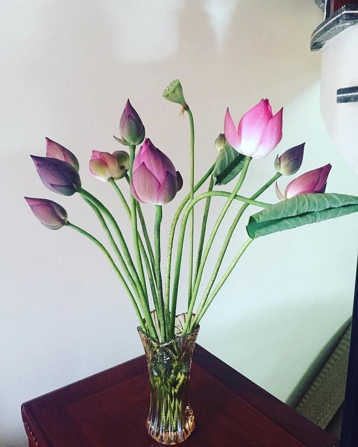 HOA QUỲ LÀ HOA GÌ? CÁCH PHÂN BIỆT HOA SEN VÀ HOA QUỲ CHUẨN NHẤT