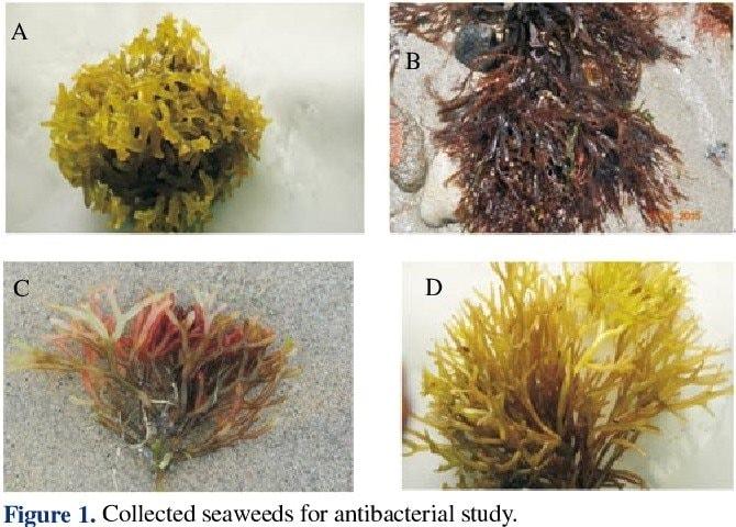 Rong biển nấu xu xoa - lộc biển tốt cho sức khỏe