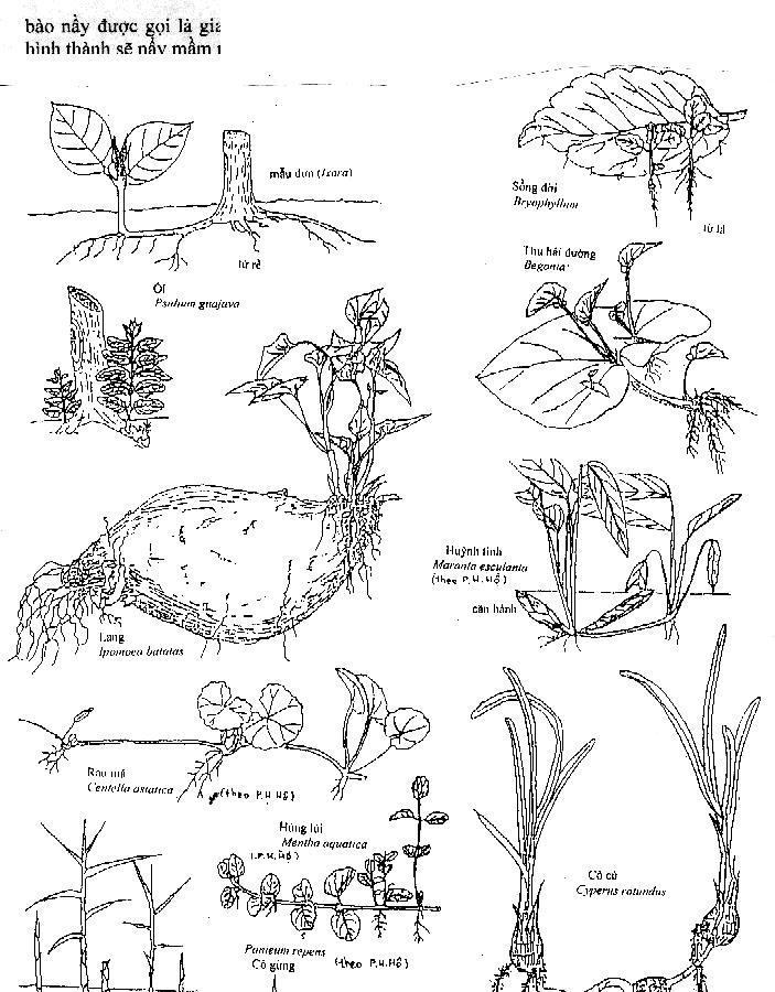 Các phương thức sinh sản ở thực vật