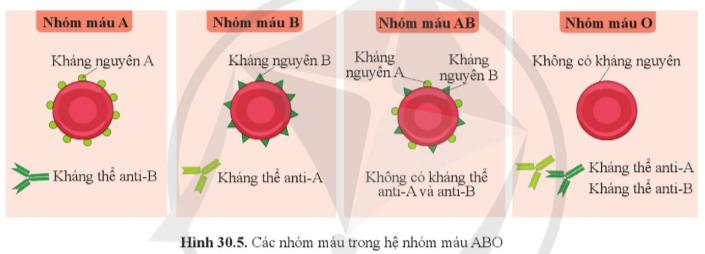 Bài 30. Máu và hệ tuần hoàn ở người trang 143, 144, 145 SGK Khoa học tự nhiên 8 - Cánh diều