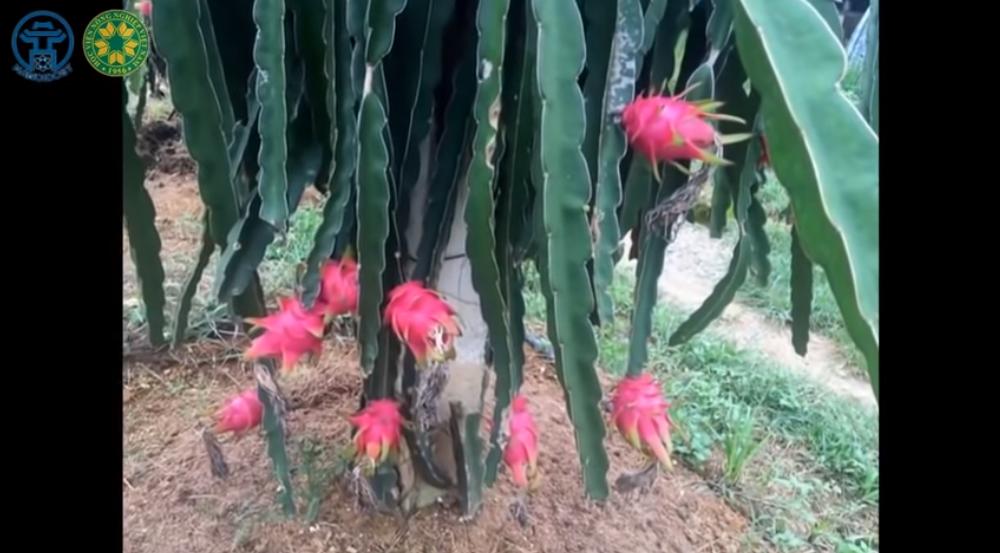 Những điều cần biết về ngành Công nghệ Sau thu hoạch