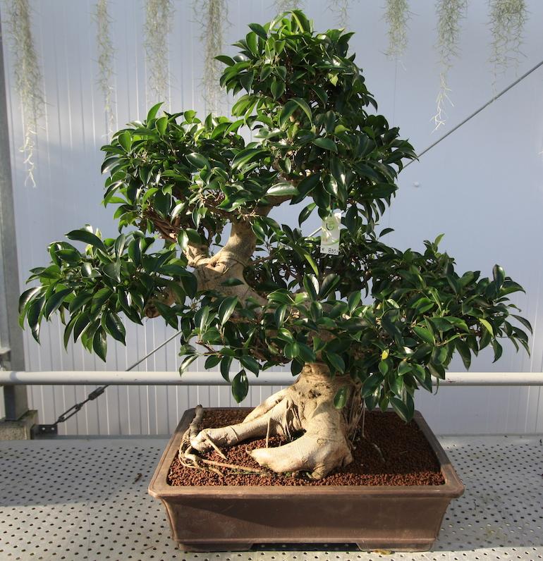 Trồng cây tùng đen mang lại năng lượng tích cực, cảm giác bình an