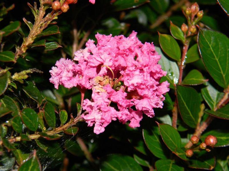 Cây tường vi – Loài hoa xinh đẹp, mảnh mai và yêu kiều