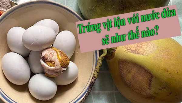 Trứng vịt lộn có kỵ với nước dừa không? Có gây hại đến sức khoẻ?