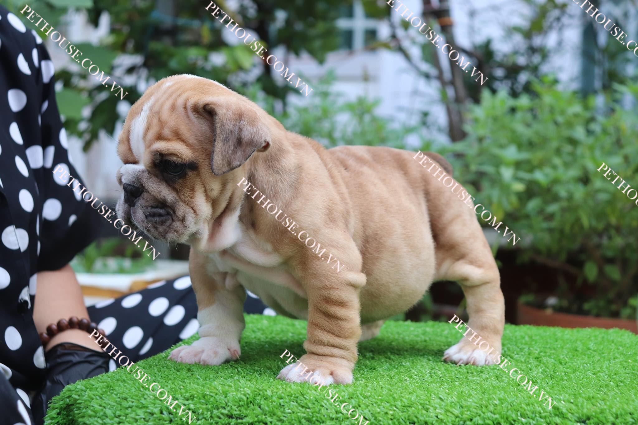 Chó Bull Anh - Pet House - Cửa hàng thú cưng và phụ kiện