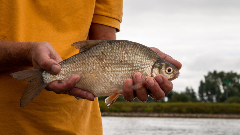 Ăn cá mè vinh có tốt cho sức khỏe không? Một số lưu ý khi ăn cá mè vinh