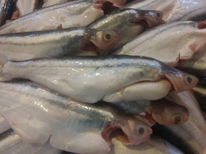 Loại cá có tên độc lạ, xưa đầy không ai ăn, giờ thành đặc sản nổi tiếng được ưa chuộng đến lạ, 220.000 đồng/kg