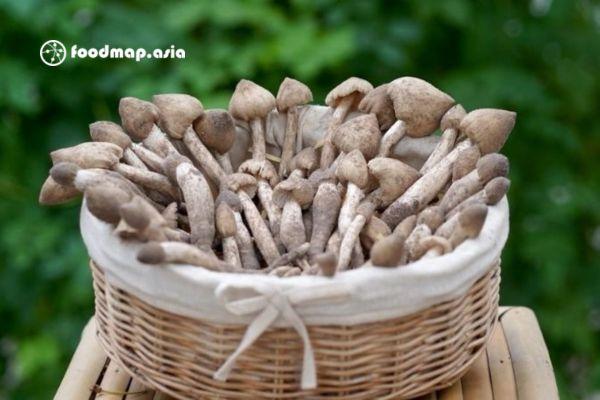 [CHIA SẺ] Cách bảo quản, cách dùng nấm mối tự nhiên như thế nào?