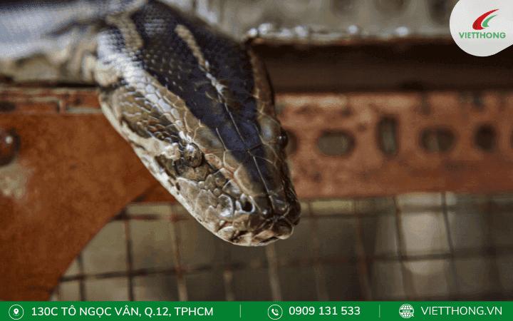 Các cách đuổi rắn ra khỏi nhà NHANH CHÓNG và AN TOÀN NHẤT