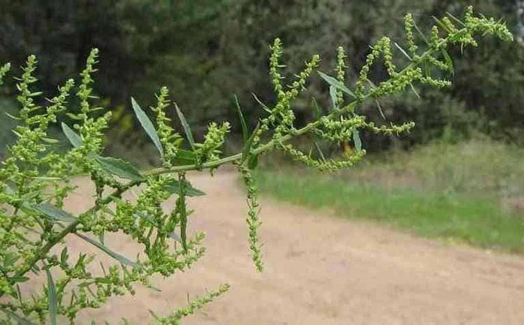 Cây dầu giun có tác dụng gì?