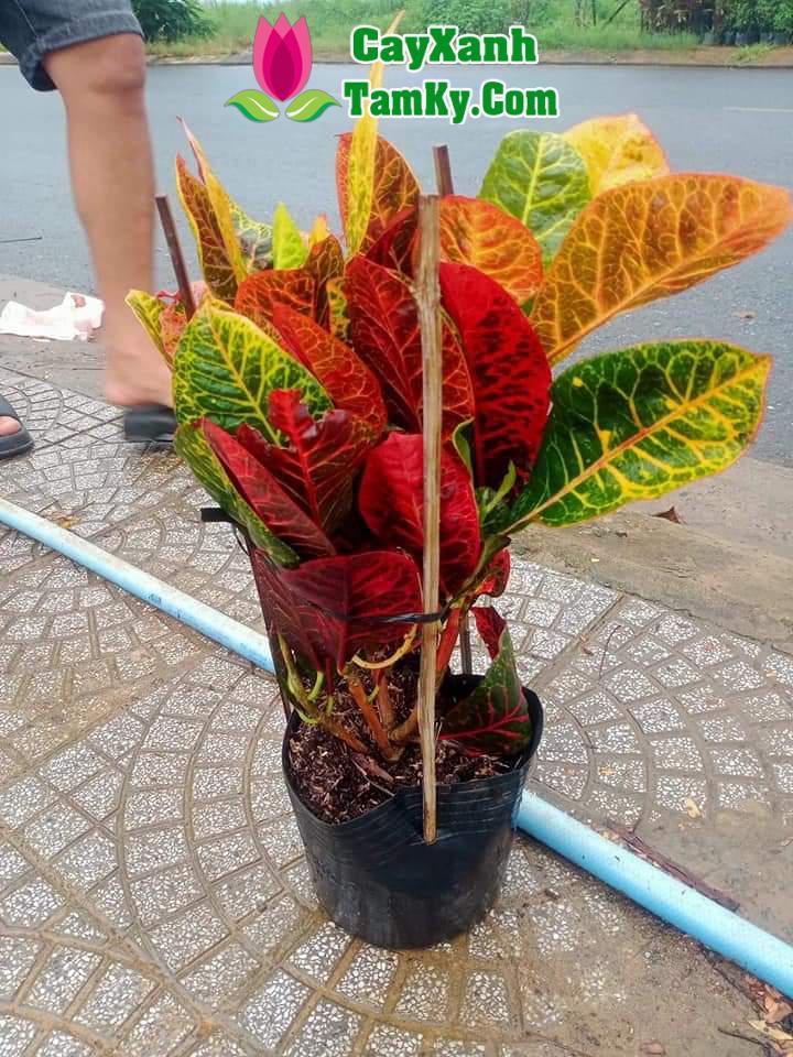 Cây lá màu thái – Đặc điểm, giá bán, ý nghĩa, công dụng, cách trồng và chăm sóc cây lá màu thái