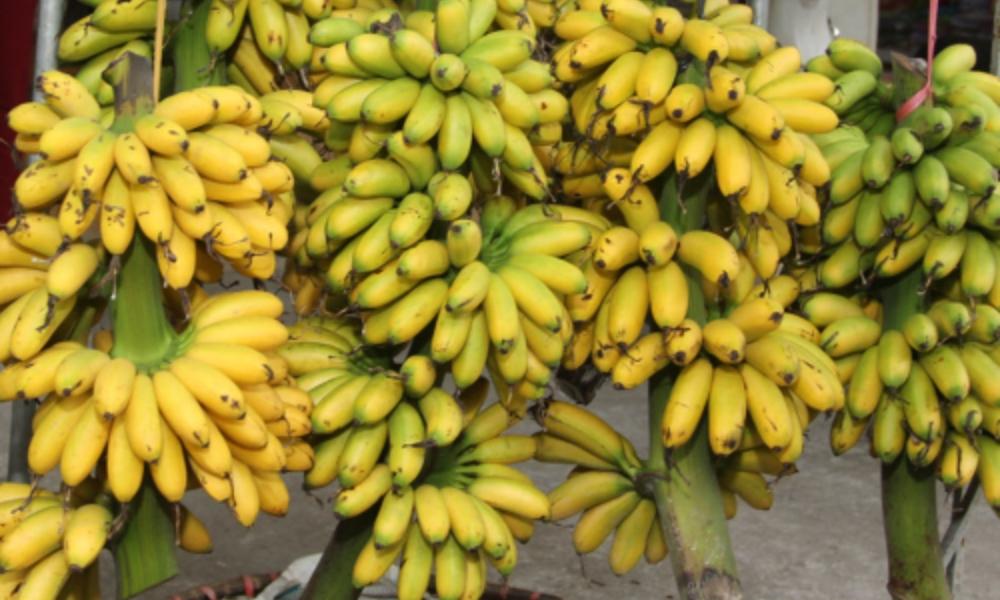 Chuối ngự là chuối gì? Phân biệt, đặc điểm và kỹ thuật trồng