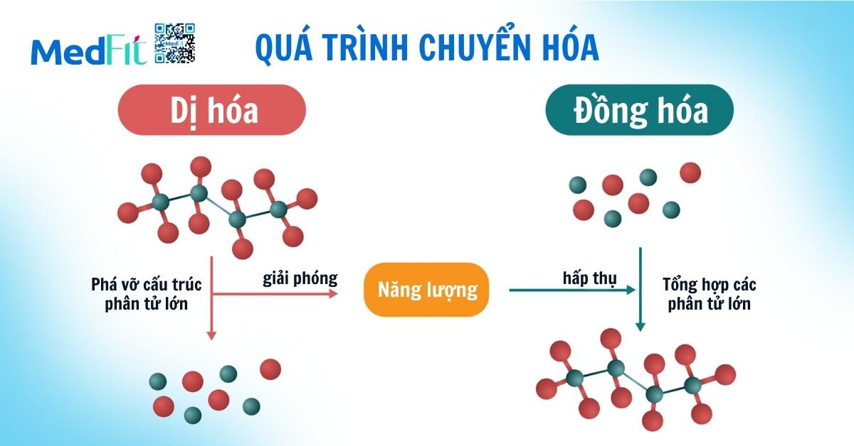 Chuyển hóa cơ bản là gì? Vai trò của chuyển hóa cơ bản trong kiểm soát cân nặng