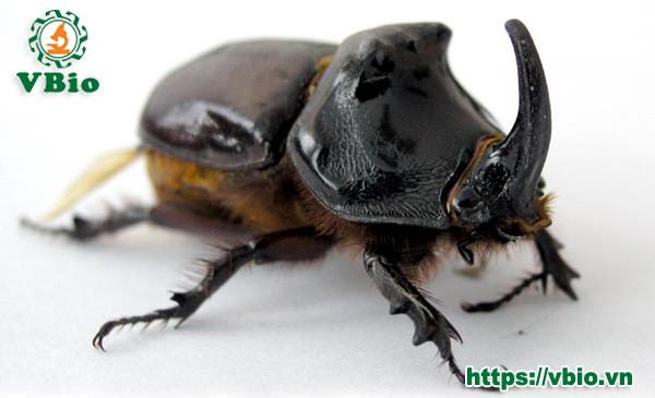 Cách phân biệt Chà là, Kiến Vương, Sùng đất, Đuông dừa