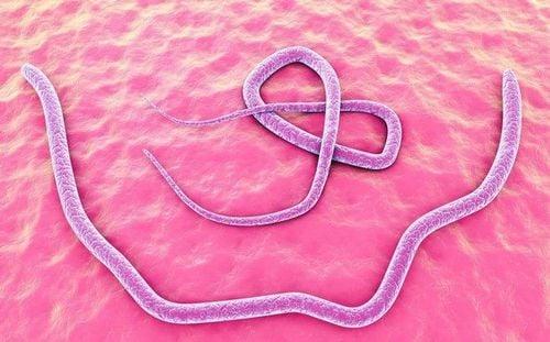 Các loại giun có thể ký sinh trong cơ thể người