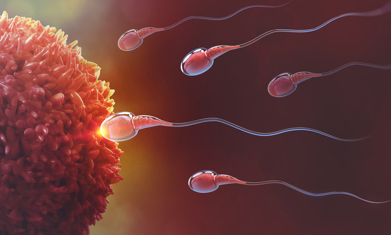 Tinh trùng Y là gì? Đàn ông cần ăn gì để có nhiều tinh trùng Y?