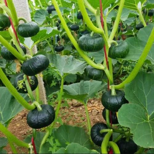 Hạt giống bí hạt dẻ Nhật