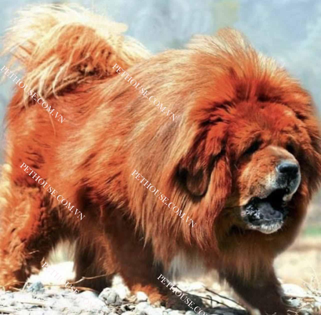 Ngao Tây Tạng tại cửa hàng PetHouse