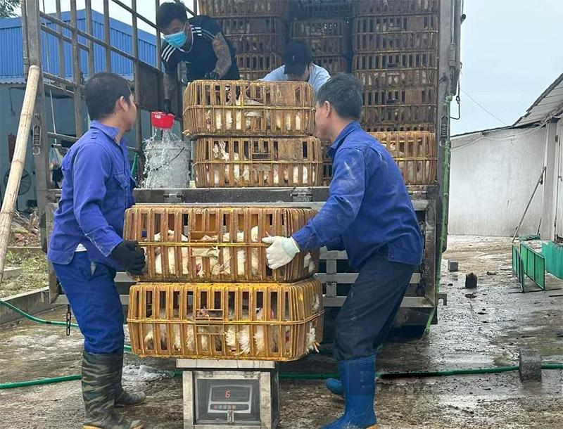 Giá gia cầm hôm nay 5/8: Giá gà công nghiệp tăng nhẹ