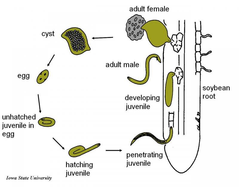 Biện pháp phòng trừ tuyến trùng kí sinh trên cây rau màu