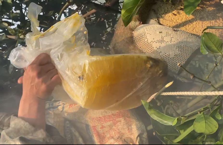 Mật ong rừng là gì, phân biệt mật ong rừng với mật ong nuôi đúng nhất