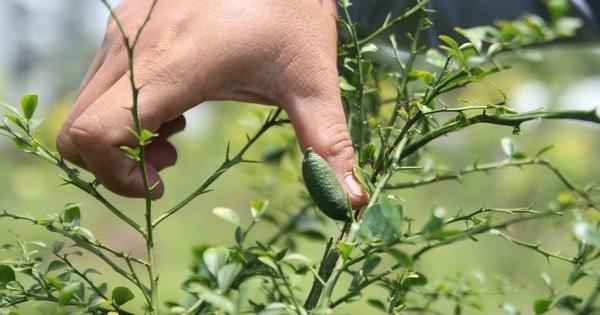 Cây Chanh Ngón Tay