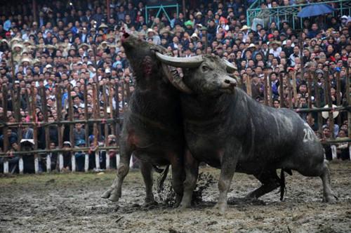 Những đòn đánh đẹp nhất hội chọi trâu Hải Lựu