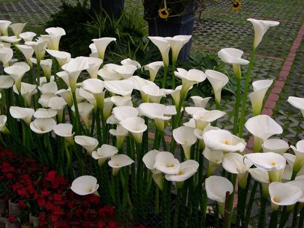 Hoa Rum - Đặc điểm, ý nghĩa, cách trồng và chăm sóc cây ra hoa đẹp