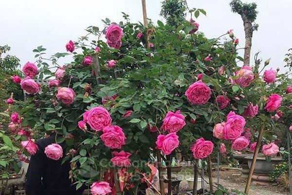 Top 4 loại hoa hồng cổ phổ đẹp – Hướng dẫn trồng và chăm sóc tại nhà