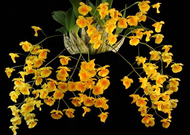 VẢY RỒNG – Dendrobium lindleyi – Nguyễn Ngọc Hà