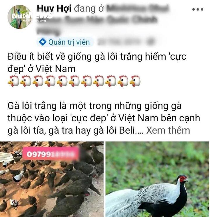 Từ lâu tình trạng rao bán động vật hoang dã như gà lôi diễn ra một cách công khai và cả bí mật trên các hội nhóm mạng xã hội Facebook. (Ảnh cắt từ màn hình)