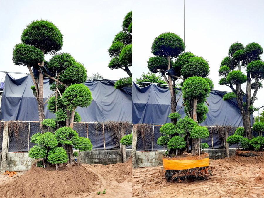 Mai chiếu thủy có mấy loại? Loại nào quý nhất?