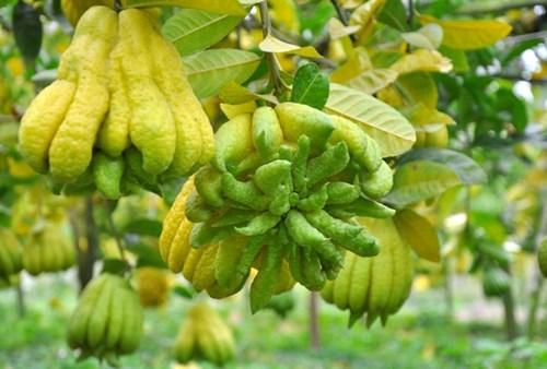 Mứt Phật Thủ Sấy Dẻo (500g)