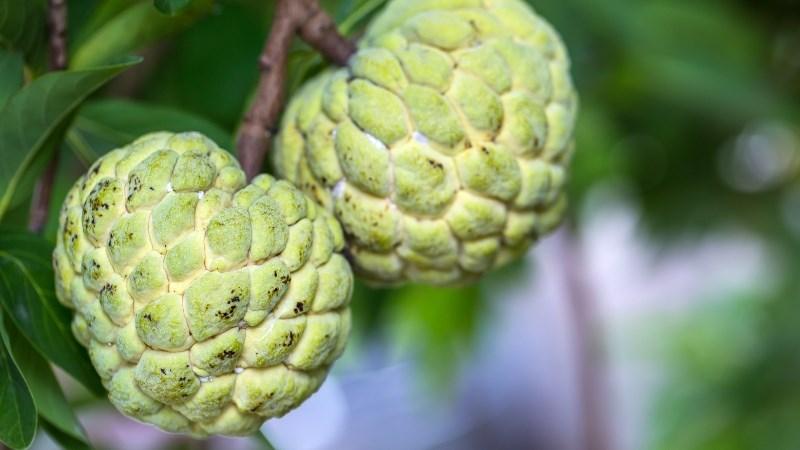 Ăn na (mãng cầu) có béo không? Na bao nhiêu calo? Cách ăn na giảm cân