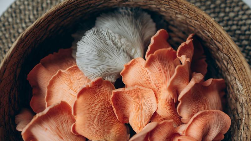 Nấm bào ngư là gì? Thành phần dinh dưỡng và tác dụng