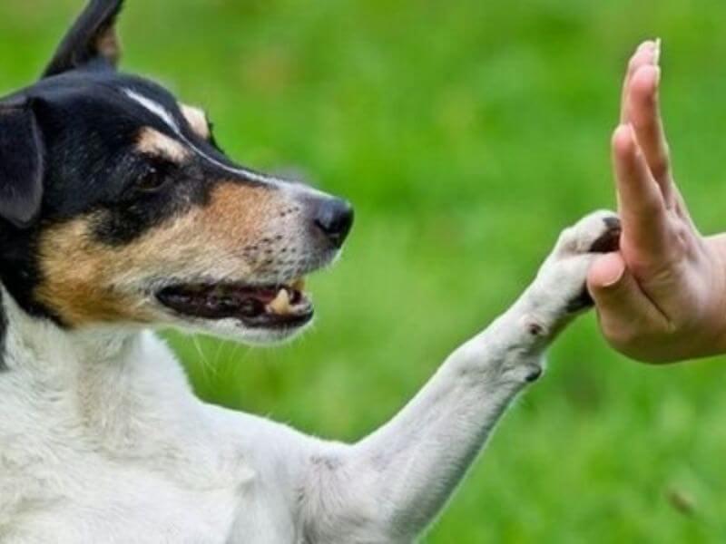 14 bài huấn luyện chó cơ bản dạy chó thông minh biết nghe lời