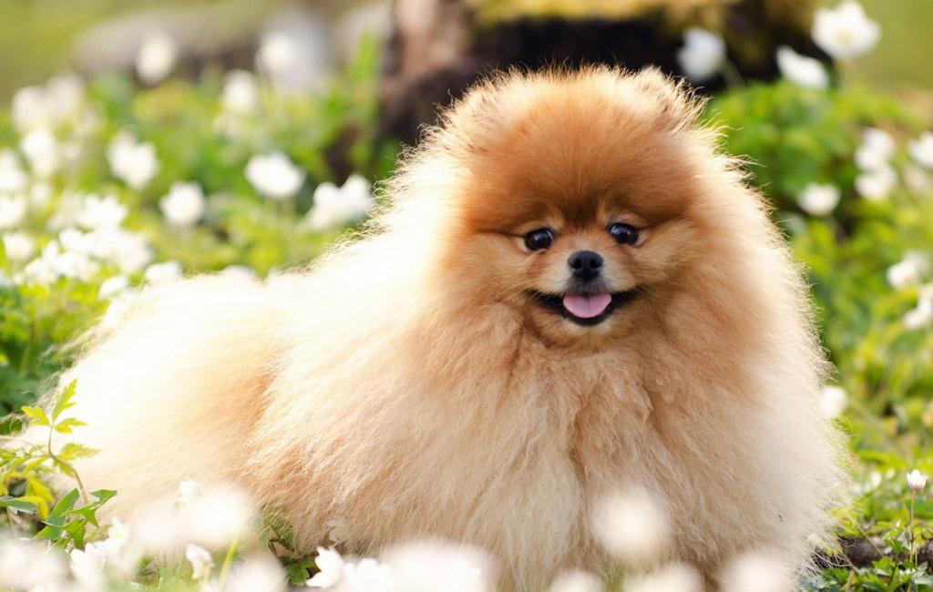 Chó Phốc Sóc (Pomeranian/Pom) ăn gì?