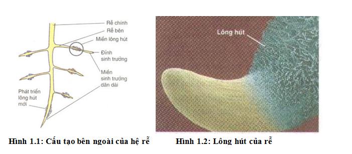 Sự hấp thụ nước và ion khoáng ở rễ của thực vật