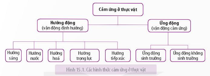 Lý thuyết Cảm ứng ở thực vật - Sinh học 11 Kết nối tri thức