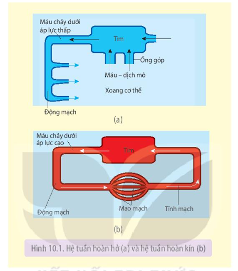 Bài 10. Tuần hoàn ở động vật trang 61, 62, 63, 64, 65, 66, 67, 68 SGK Sinh 11 - Kết nối tri thức